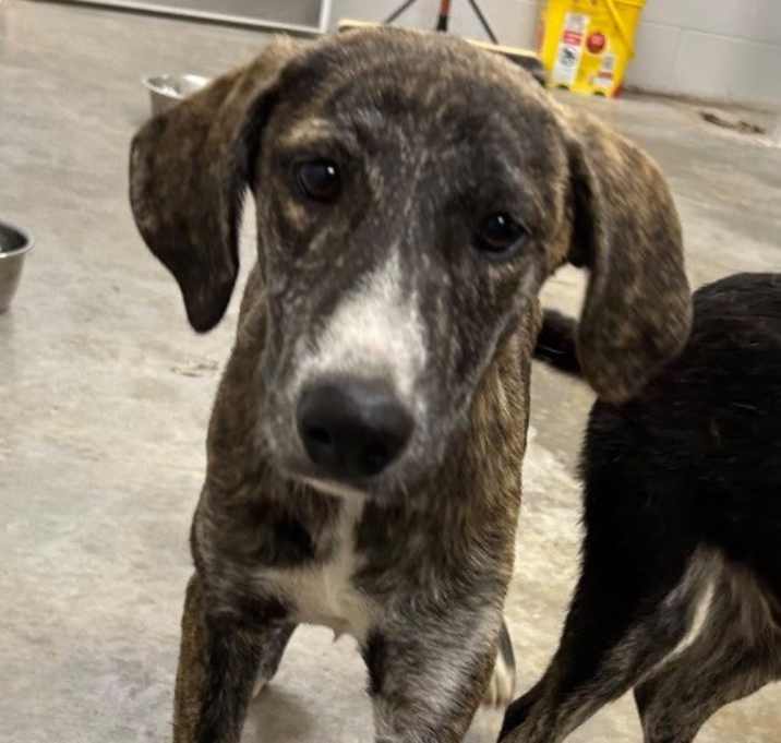 Photo of Penny