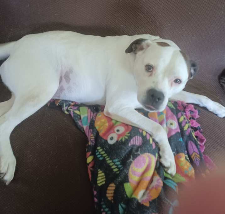 Photo of Moxie
