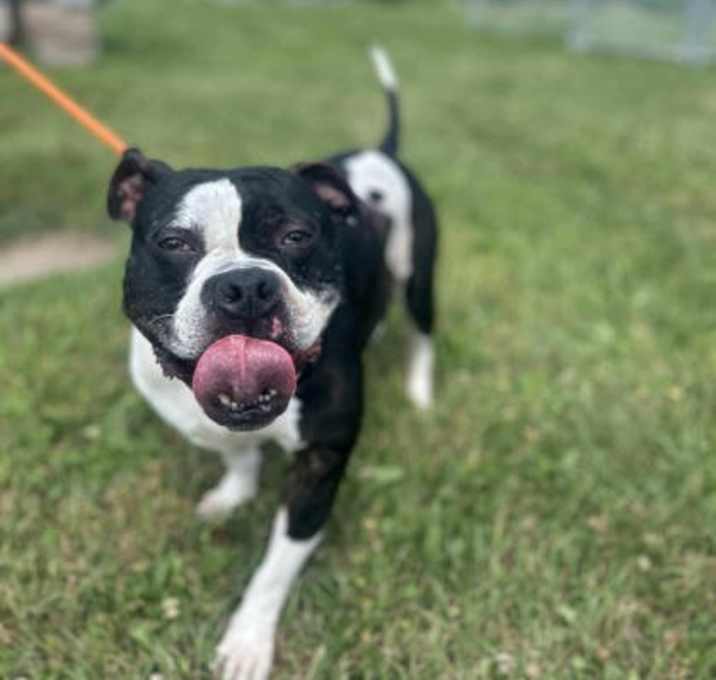 Photo of Bo