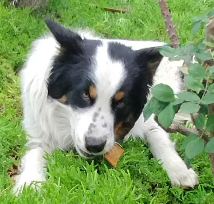 Photo of Champ