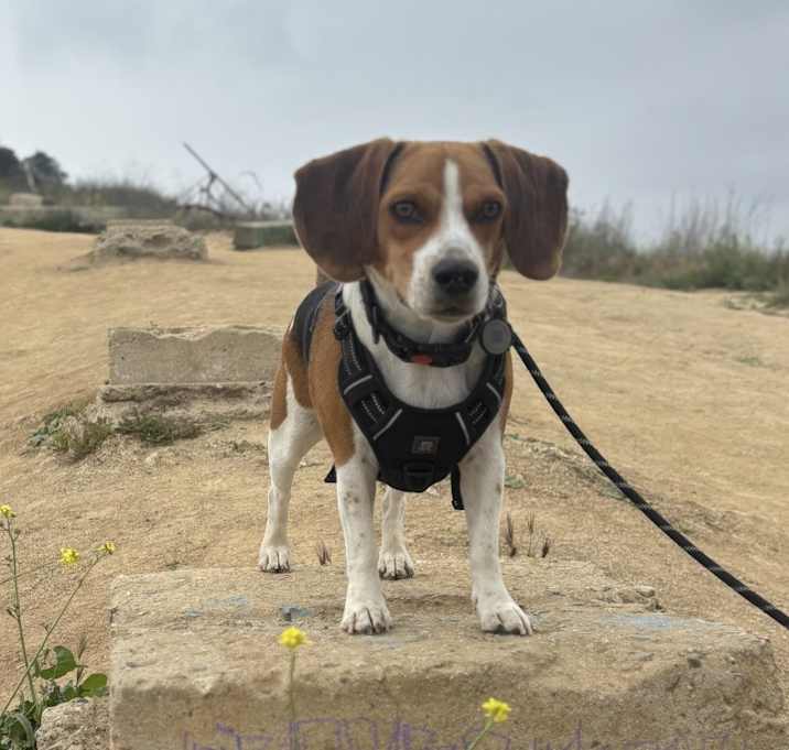Photo of Benito
