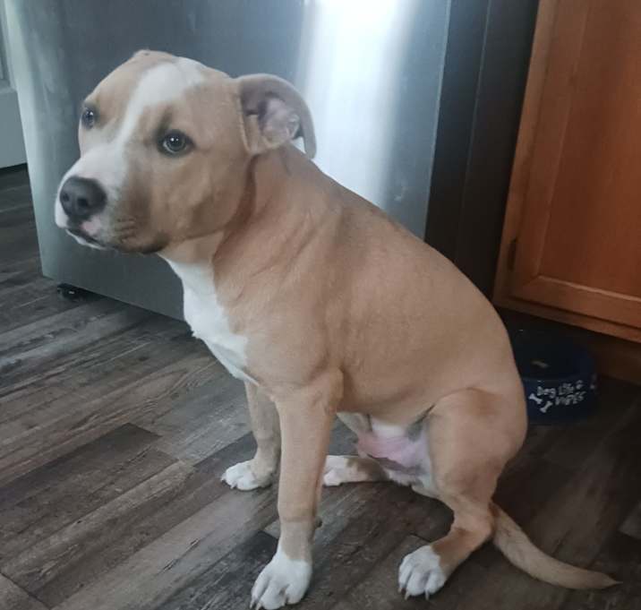 Photo of Biscuit
