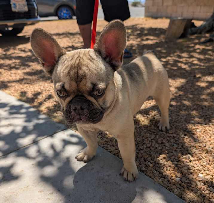 Photo of Frankie
