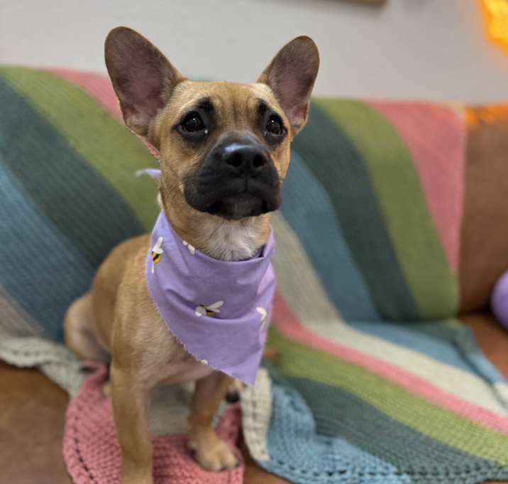 Photo of Tinkerbell