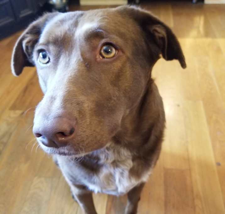 Photo of Nova