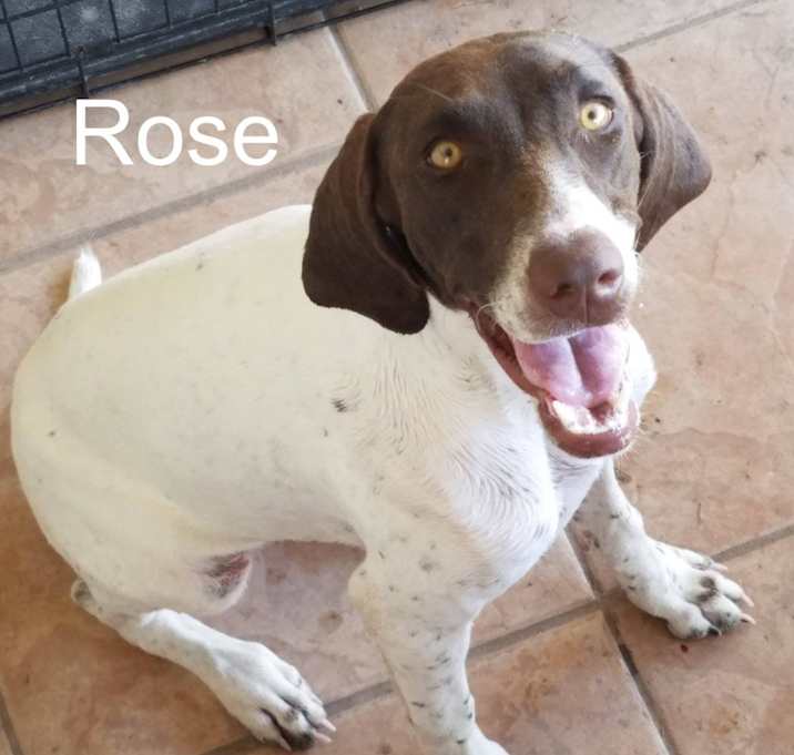 Photo of Rose