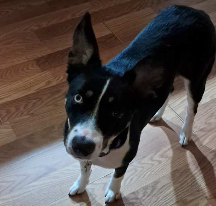 Photo of Layla