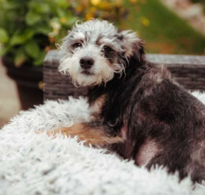 Photo of Remi