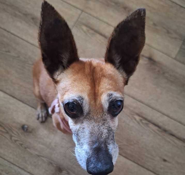 Photo of Ms. Brownie