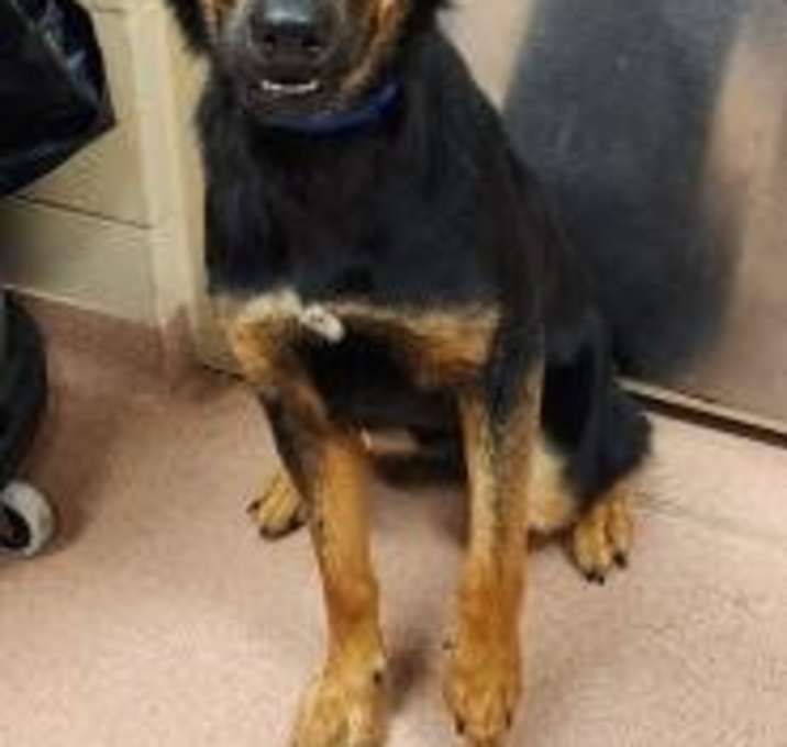 Photo of Amaya Papaya