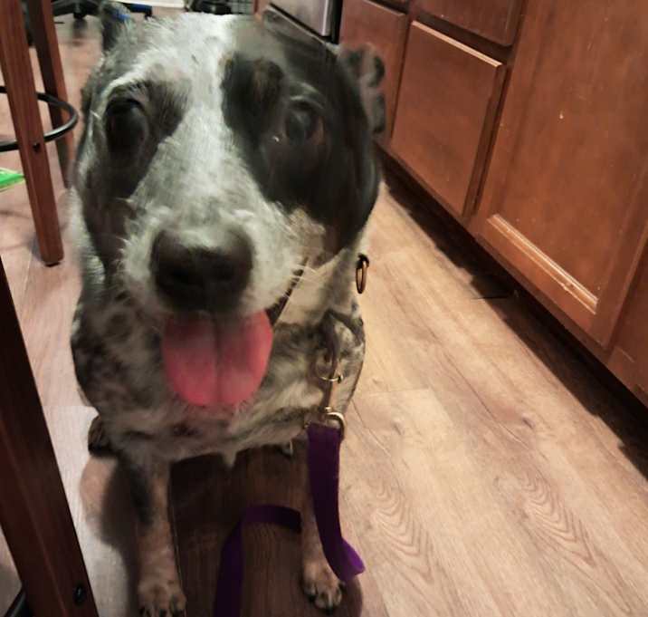 Photo of Lola