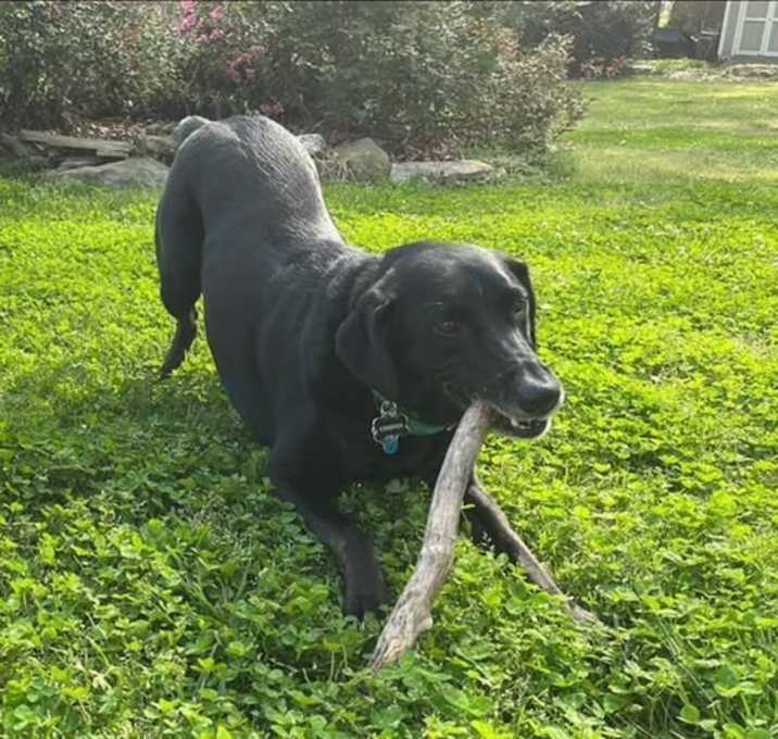 Photo of Cooper