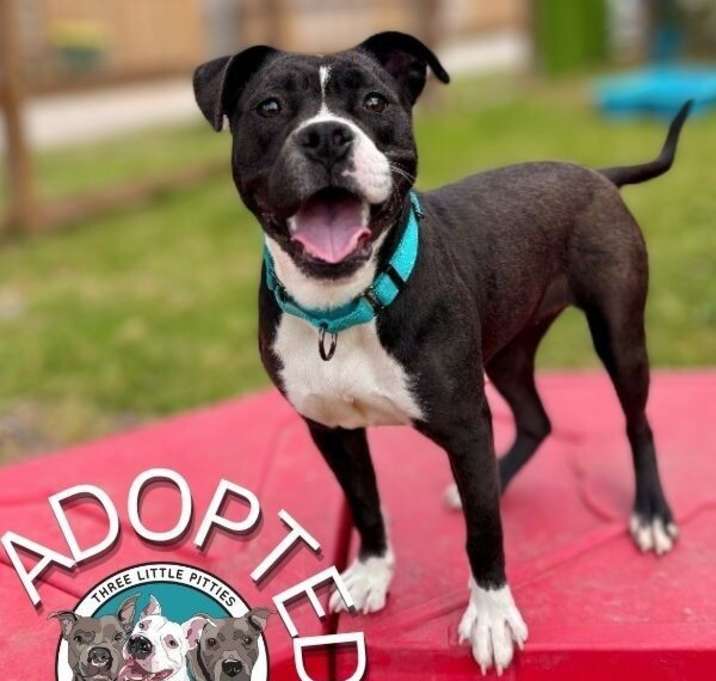 Photo of Fancy Jo Happy Paws