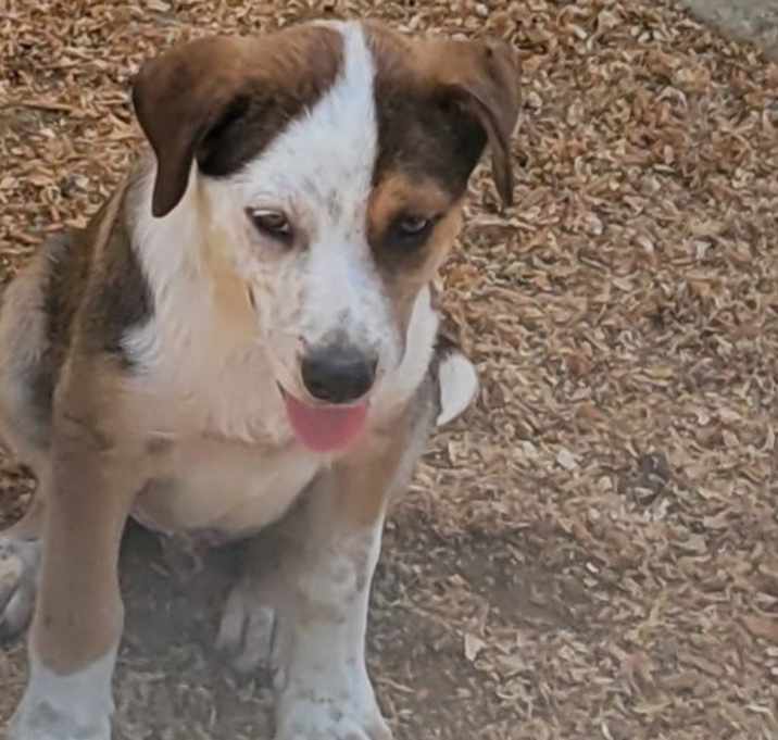 Photo of Pogo
