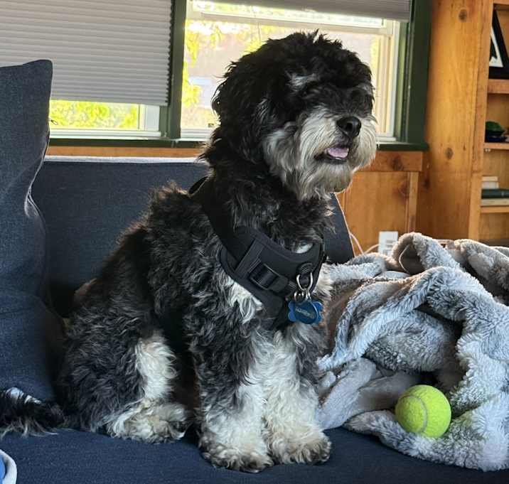 Photo of Rocky