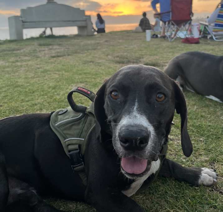 Photo of Cooper