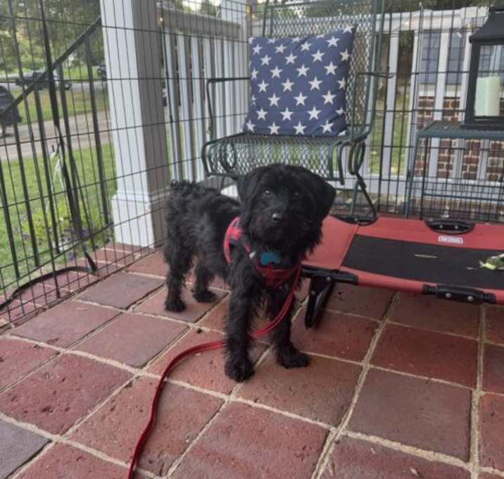 Photo of Remy