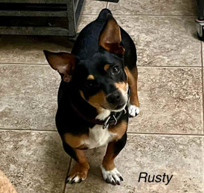 Photo of Rusty