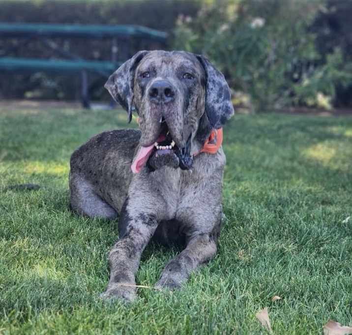 Photo of Rufus