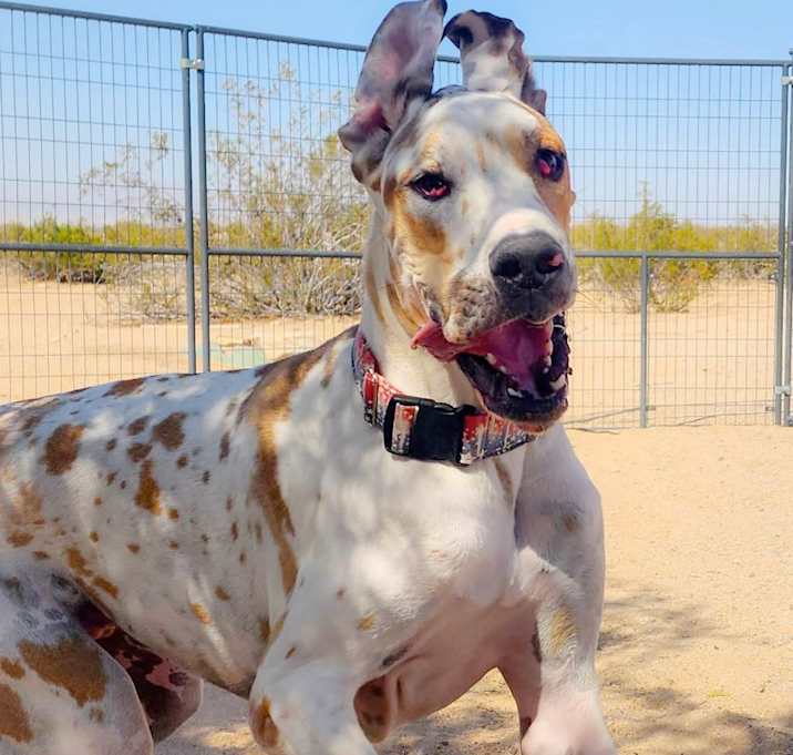 Photo of Bowser