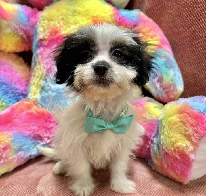 Photo of Sugar