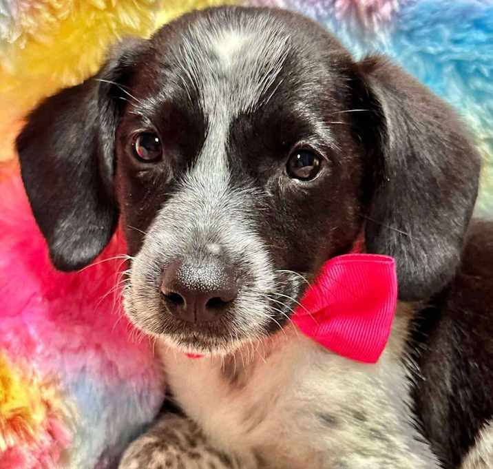 Photo of Sweety