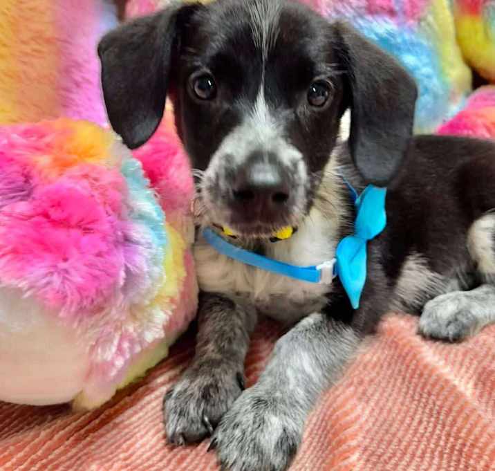 Photo of Sparky