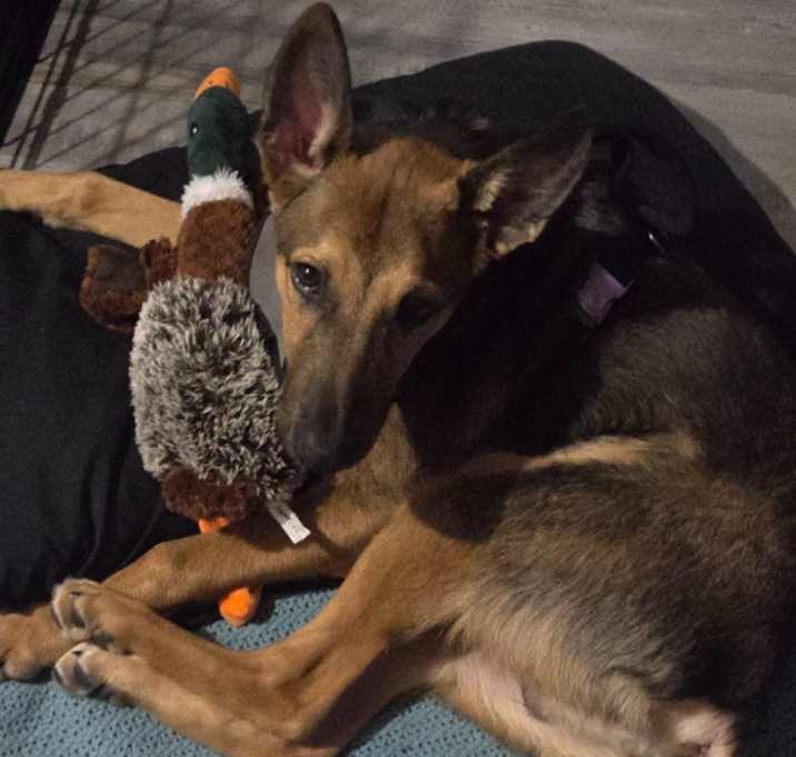 Photo of Dobby