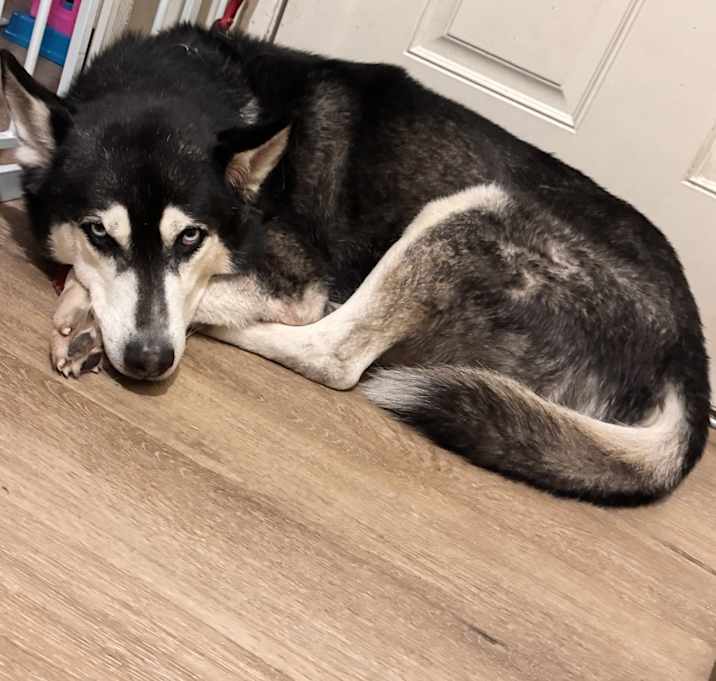 Photo of Lobo