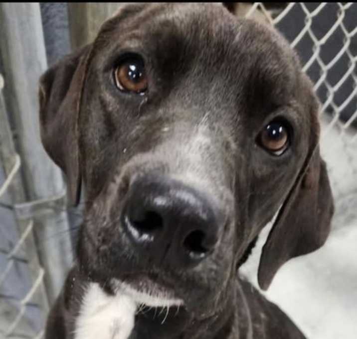 Photo of Bodie (in foster)