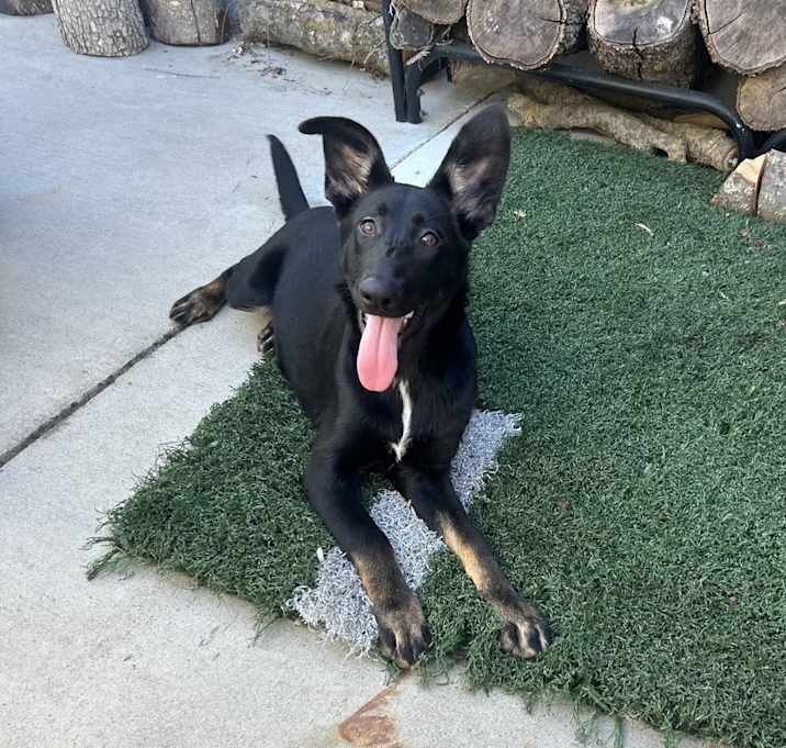 Photo of Puppy Tilly