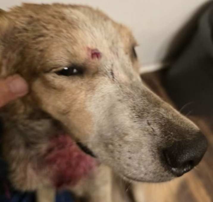 Photo of Mason (in foster)