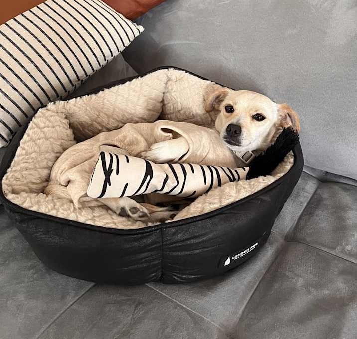 Photo of Luna