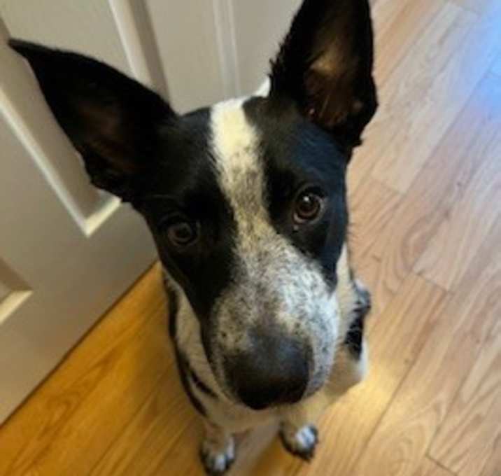 Photo of Luna