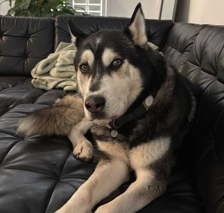 Photo of Lobo