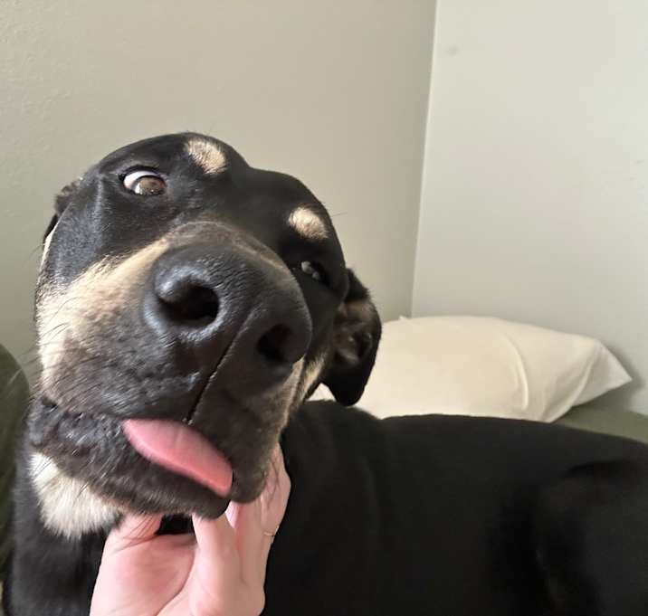 Photo of Rambo