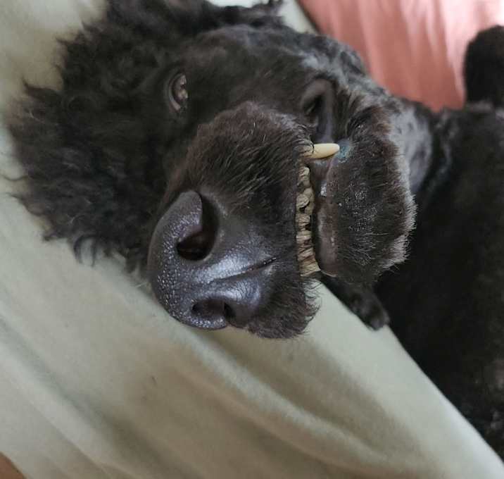 Photo of Cosmo