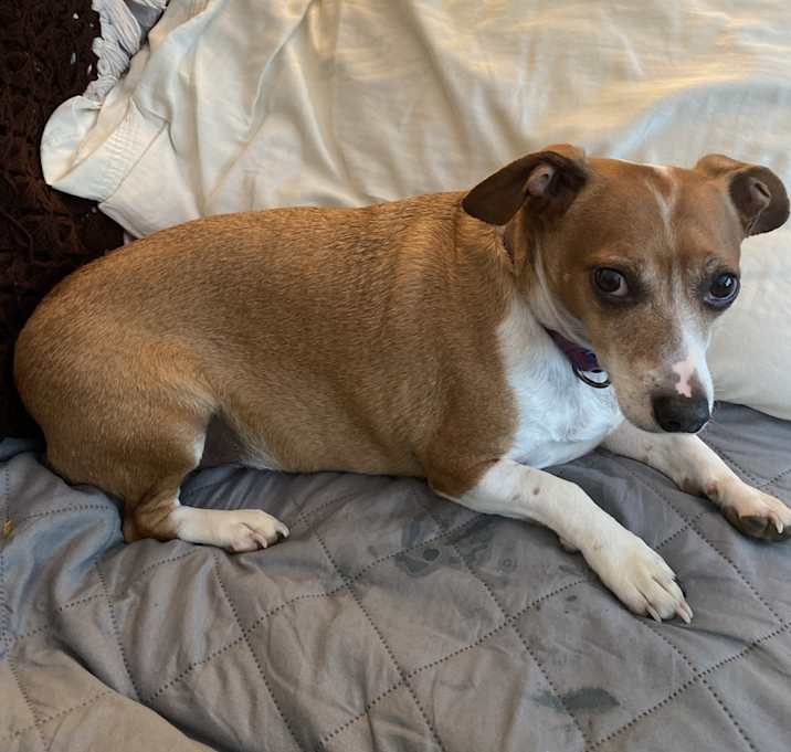 Photo of Petey