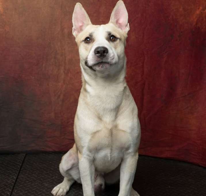 Photo of Bandit