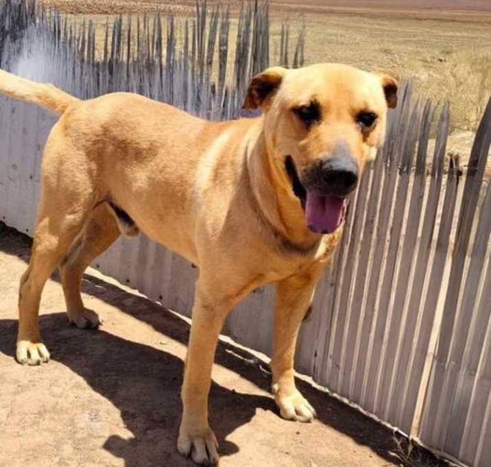 Photo of Scooby