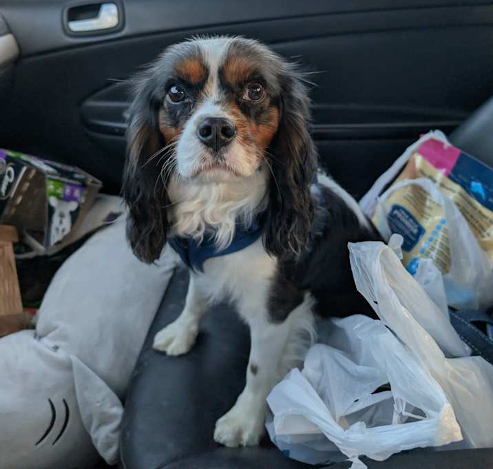 Photo of Tramp