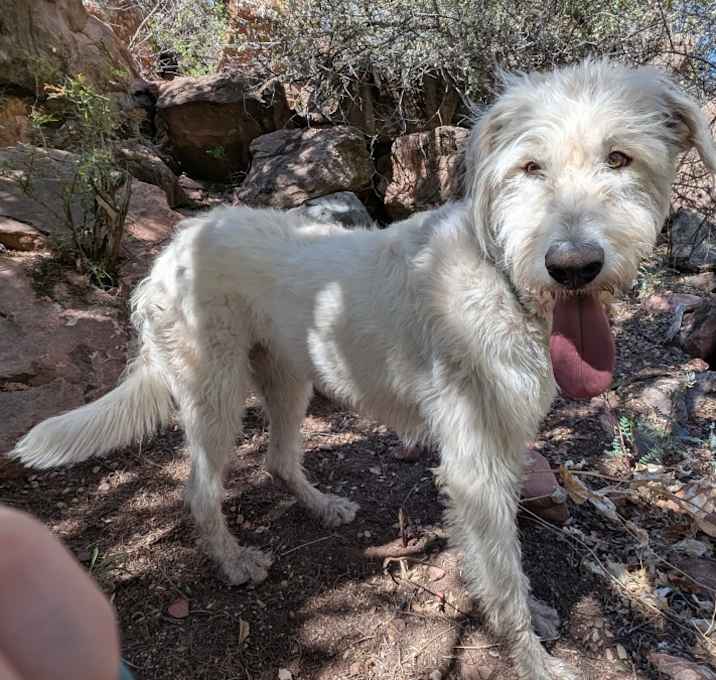 Photo of Luna