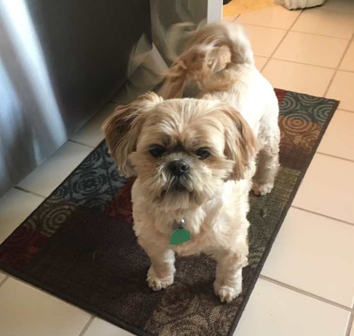 Photo of Ziggy