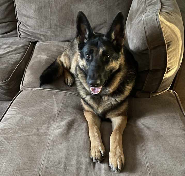 Photo of Mischa
