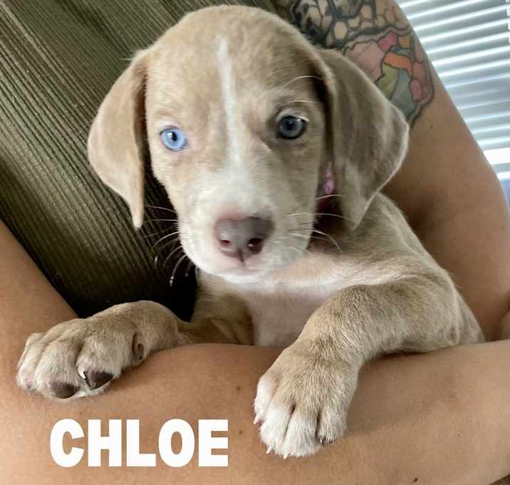 Photo of Chloe