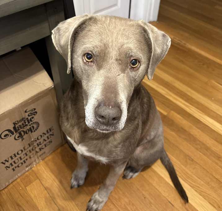 Photo of Scully