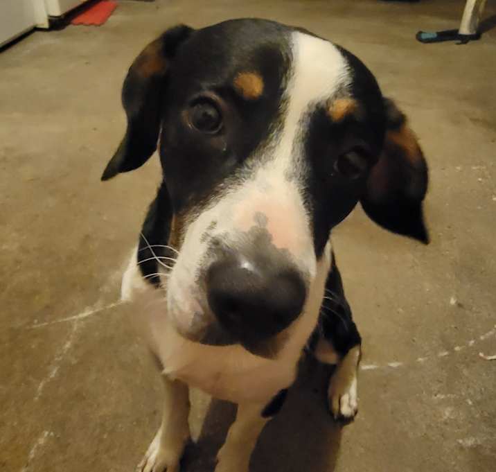 Photo of Maximus
