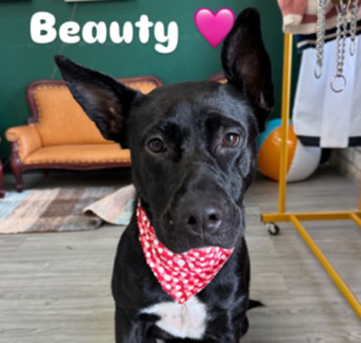 Photo of Beauty