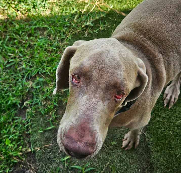 Photo of Blu