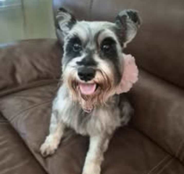 Photo of cookie